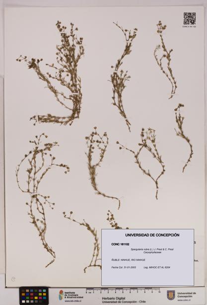 Spergularia rubra [Espécimen: UDEC:CONC:0161102]