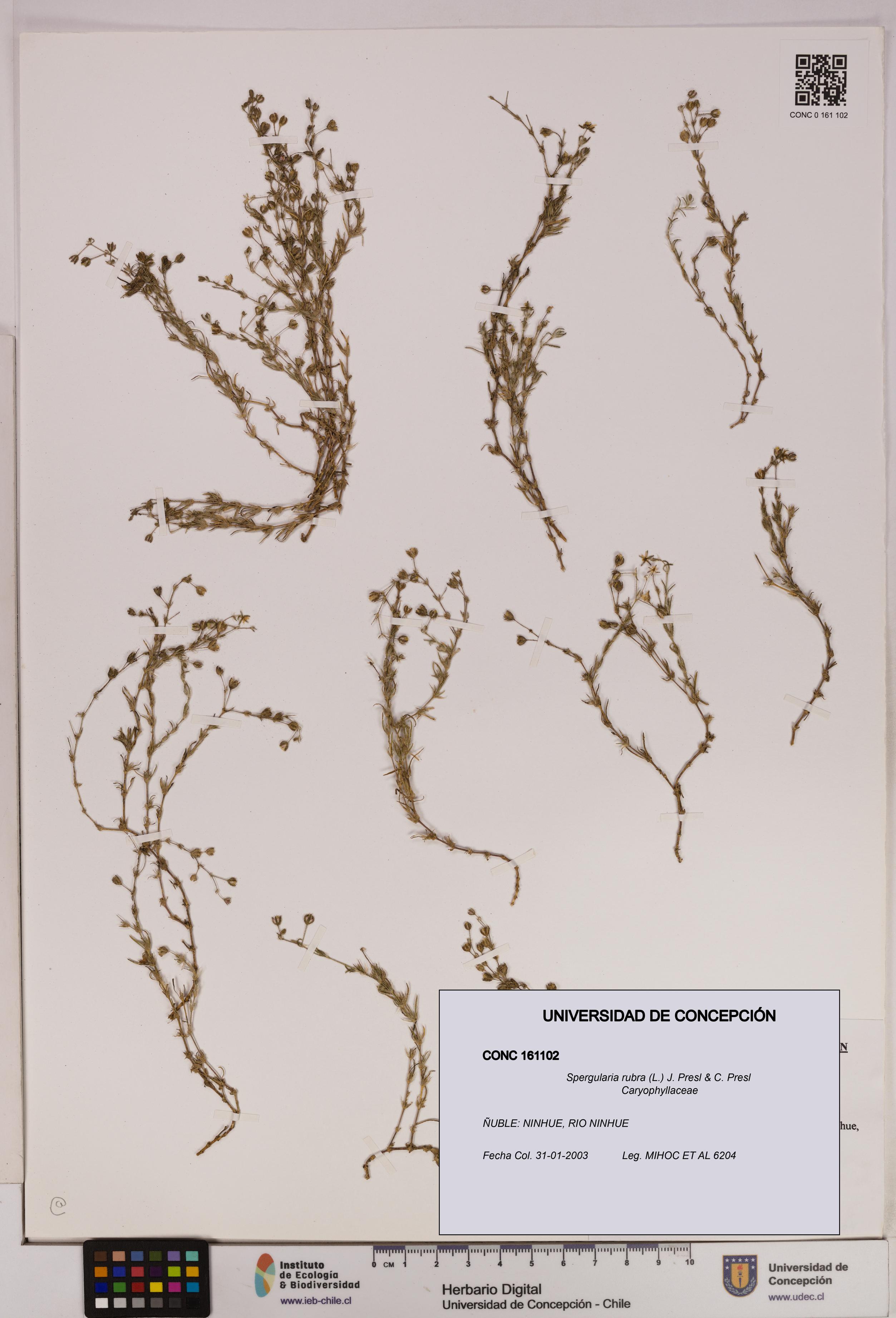 Spergularia rubra [Espécimen: UDEC:CONC:0161102]