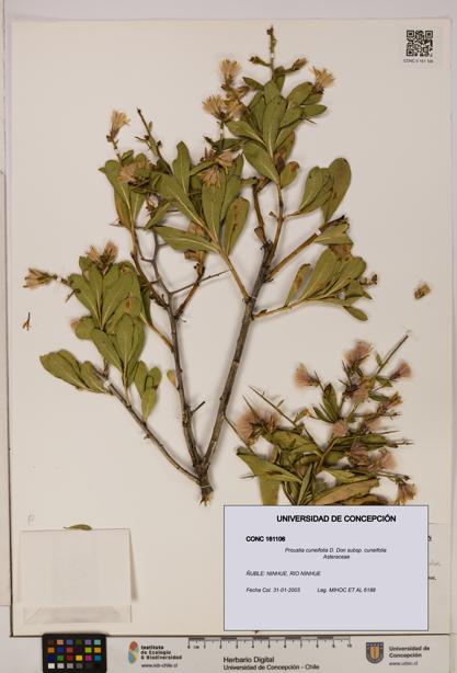 Proustia cuneifolia subsp. cuneifolia [Espécimen: UDEC:CONC:0161106]