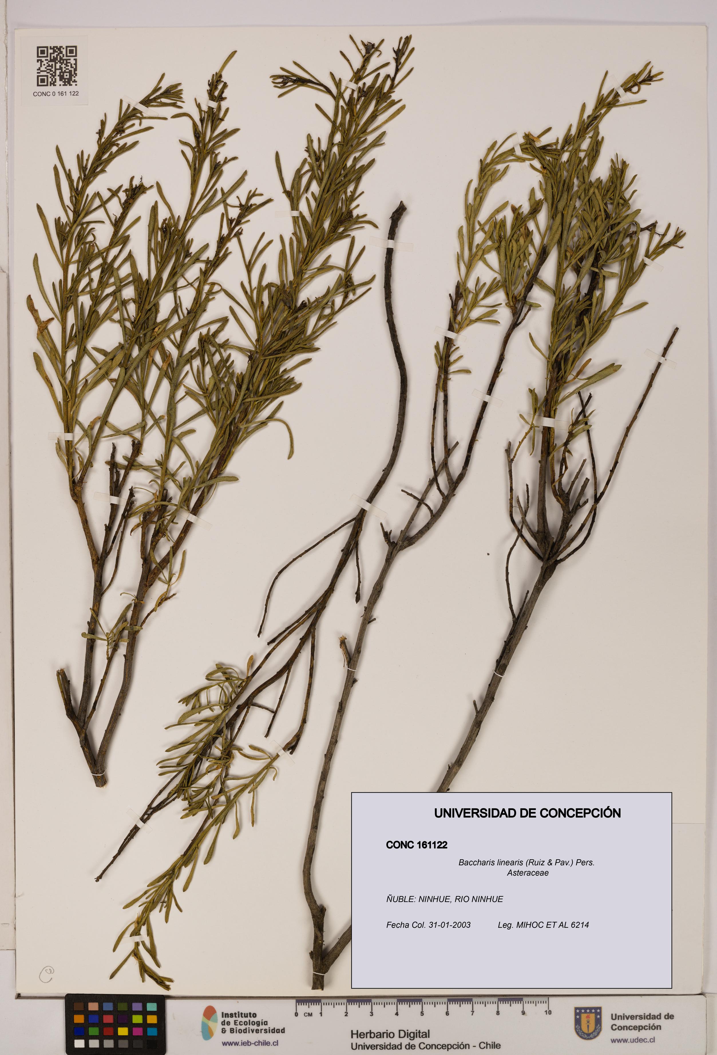 Baccharis linearis [Espécimen: UDEC:CONC:0161122]