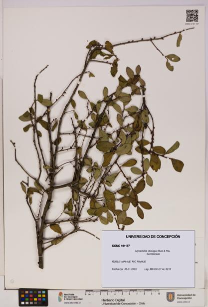 Myoschilos oblongus [Espécimen: UDEC:CONC:0161137]