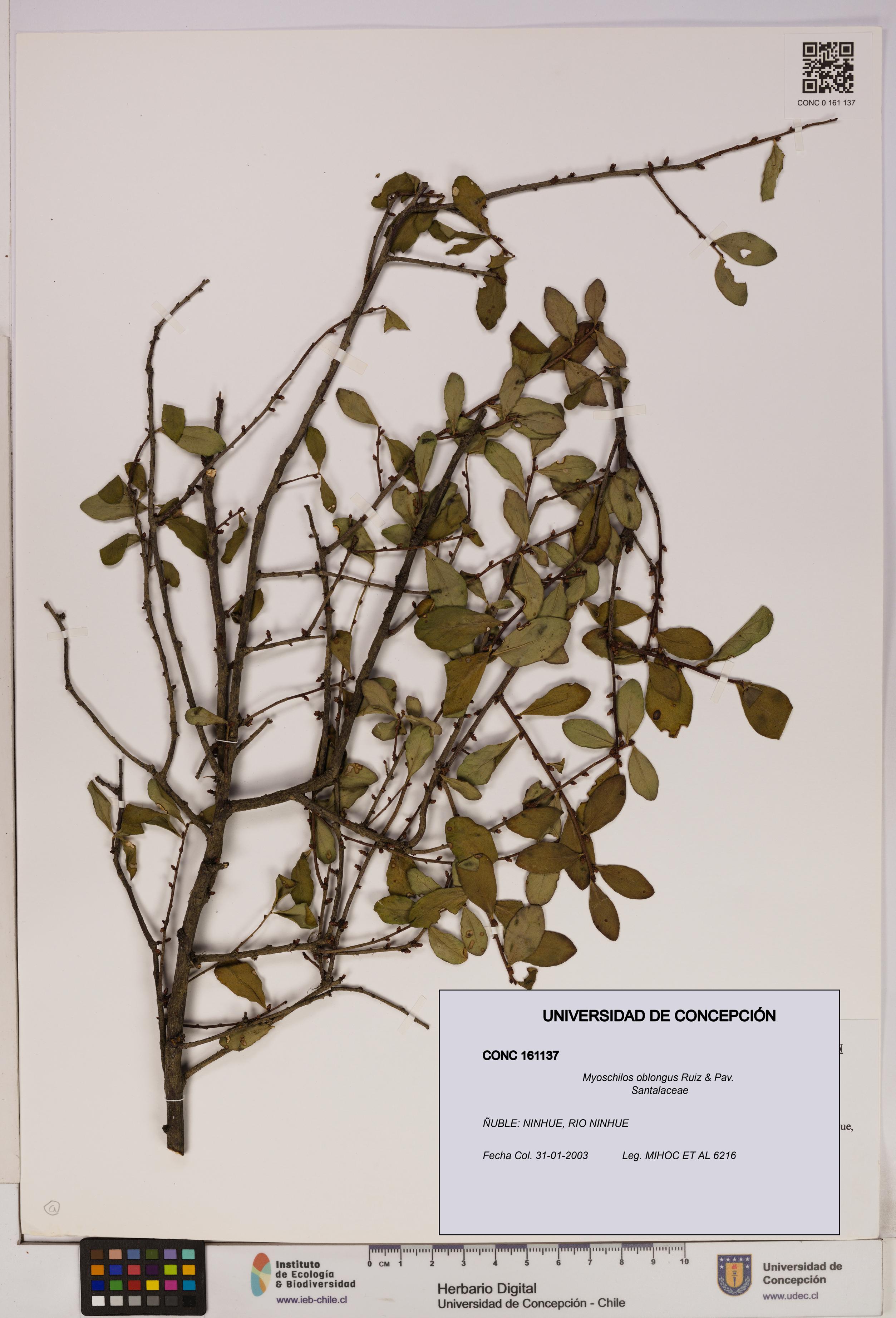 Myoschilos oblongus [Espécimen: UDEC:CONC:0161137]