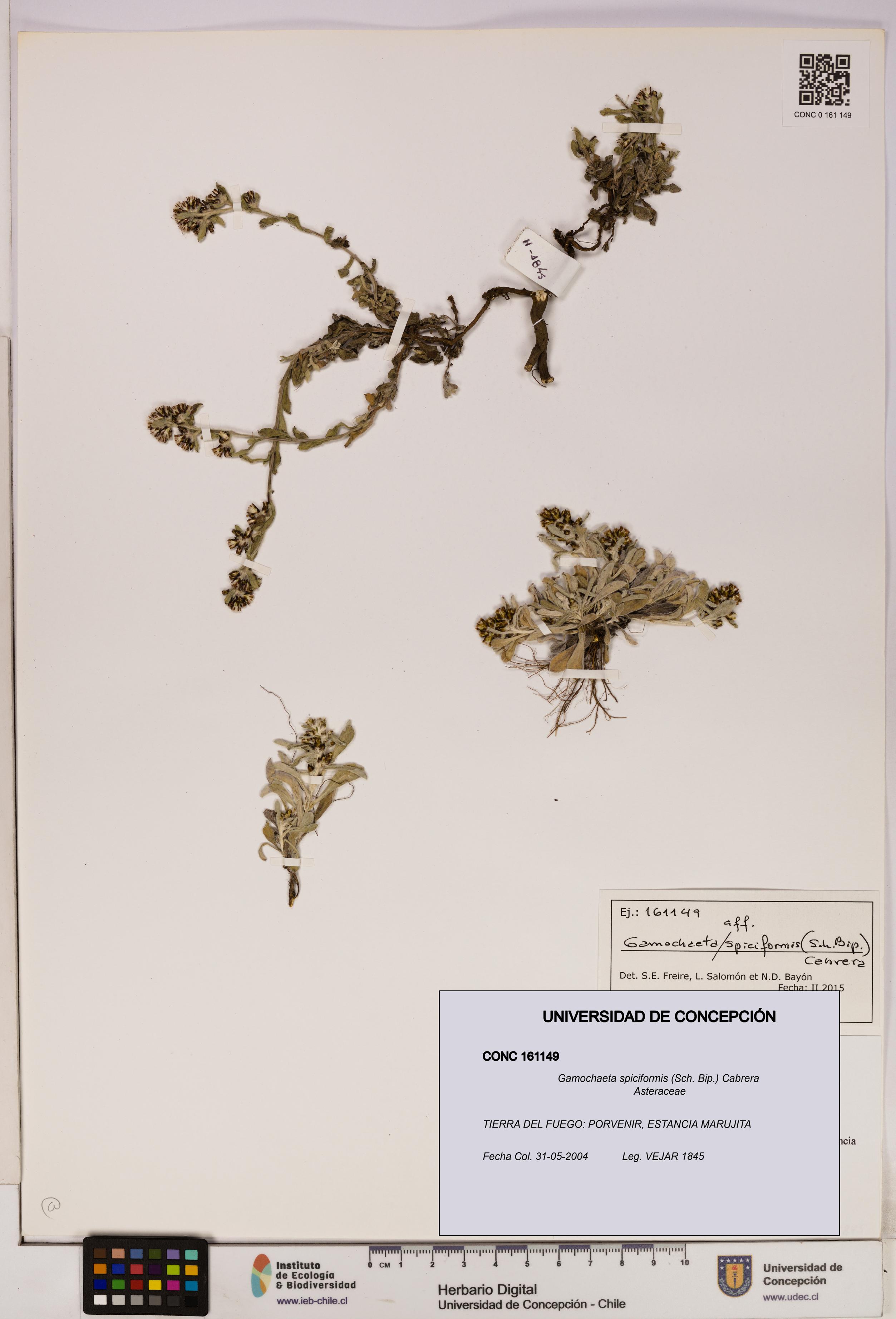 Gamochaeta spiciformis [Espécimen: UDEC:CONC:0161149]