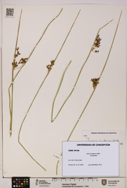 Juncus balticus [Espécimen: UDEC:CONC:0161154]