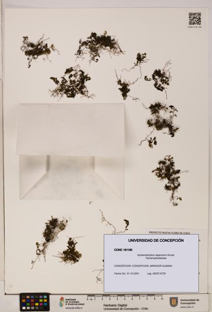 Hymenophyllum asperulum [Espécimen: UDEC:CONC:0161183]