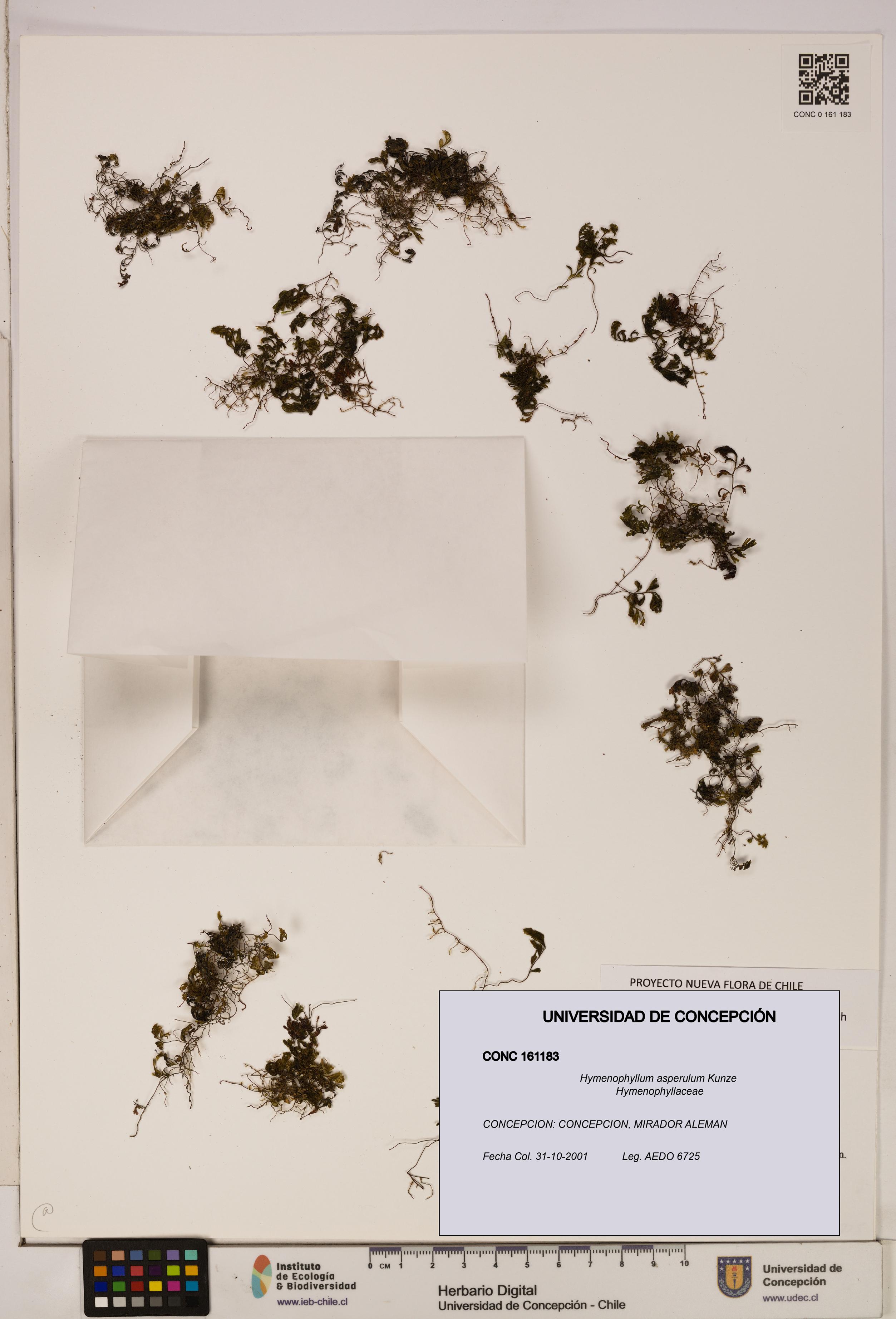 Hymenophyllum asperulum [Espécimen: UDEC:CONC:0161183]
