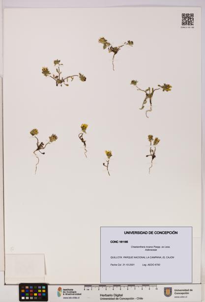 Chaetanthera incana [Espécimen: UDEC:CONC:0161185]