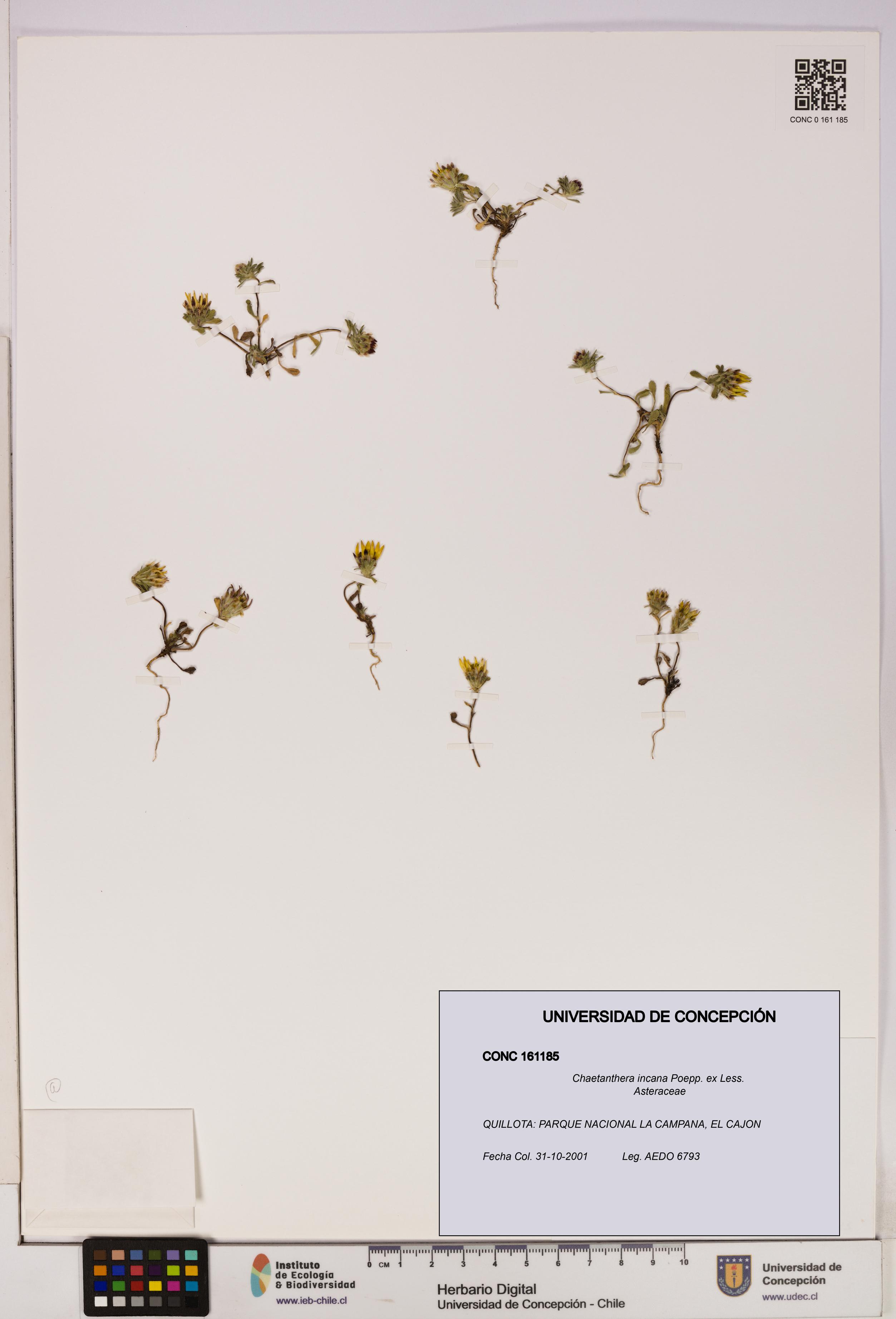 Chaetanthera incana [Espécimen: UDEC:CONC:0161185]