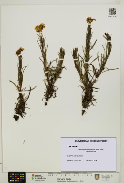 Heliotropium stenophyllum [Espécimen: UDEC:CONC:0161190]
