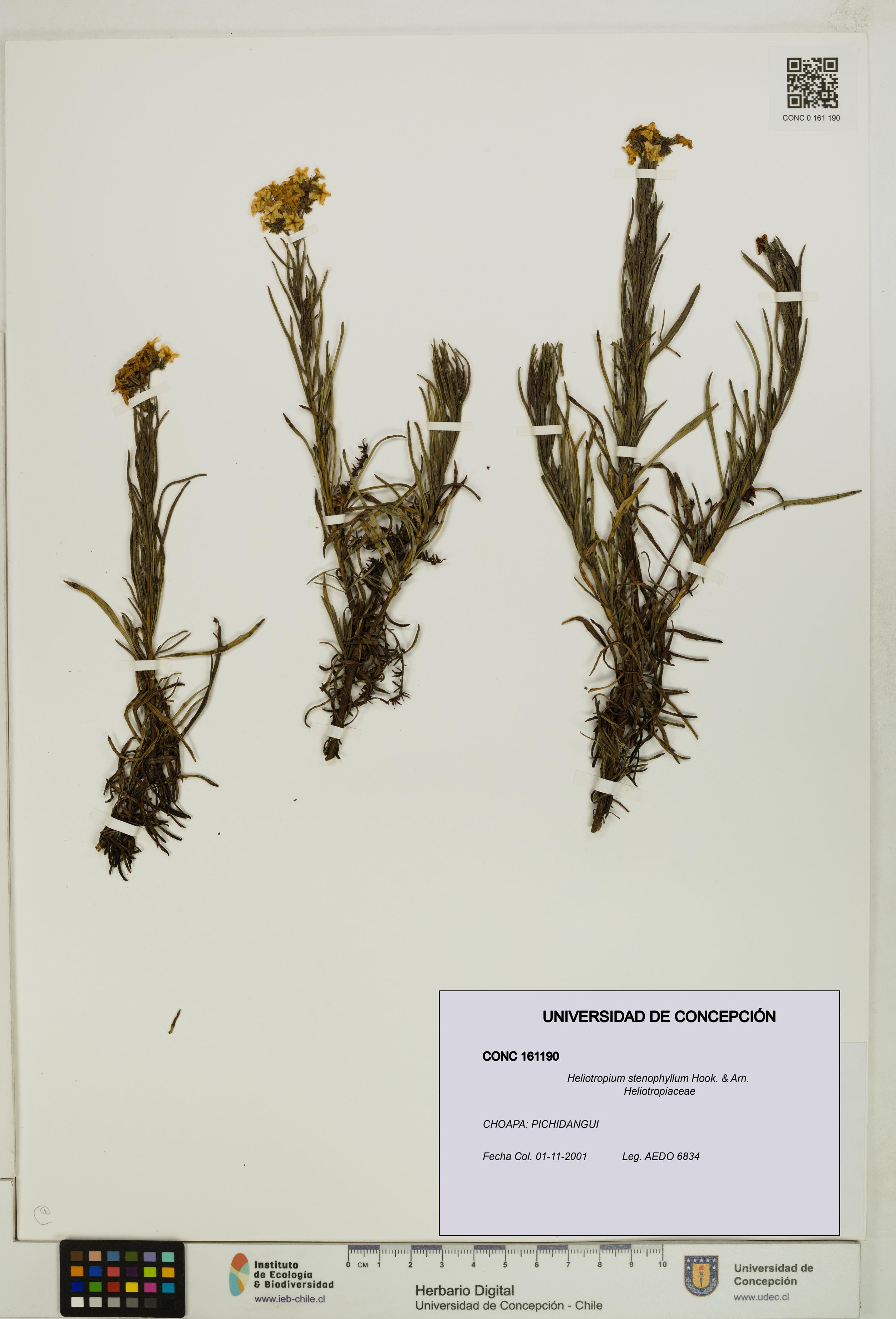 Heliotropium stenophyllum [Espécimen: UDEC:CONC:0161190]