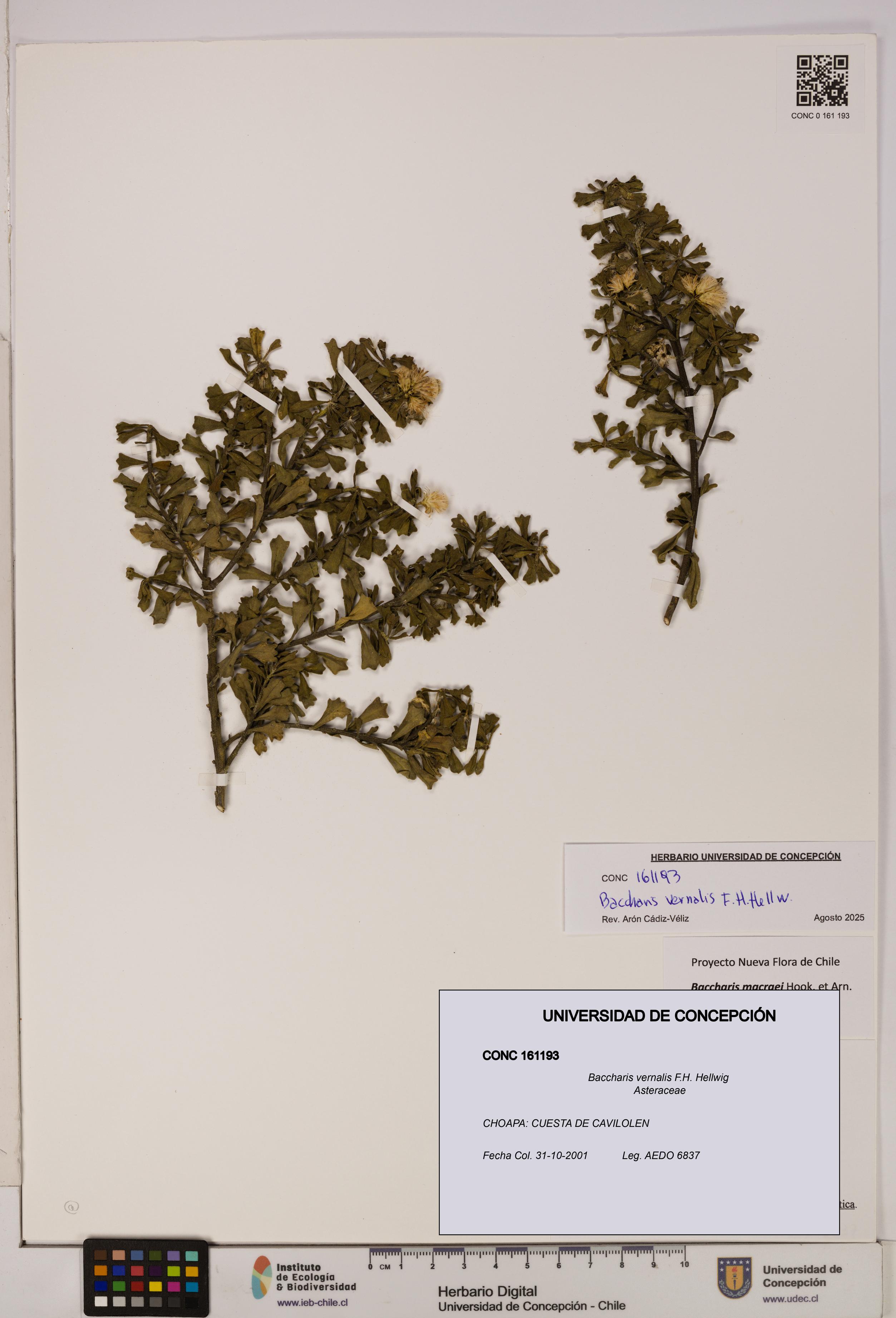 Baccharis vernalis [Espécimen: UDEC:CONC:0161193]