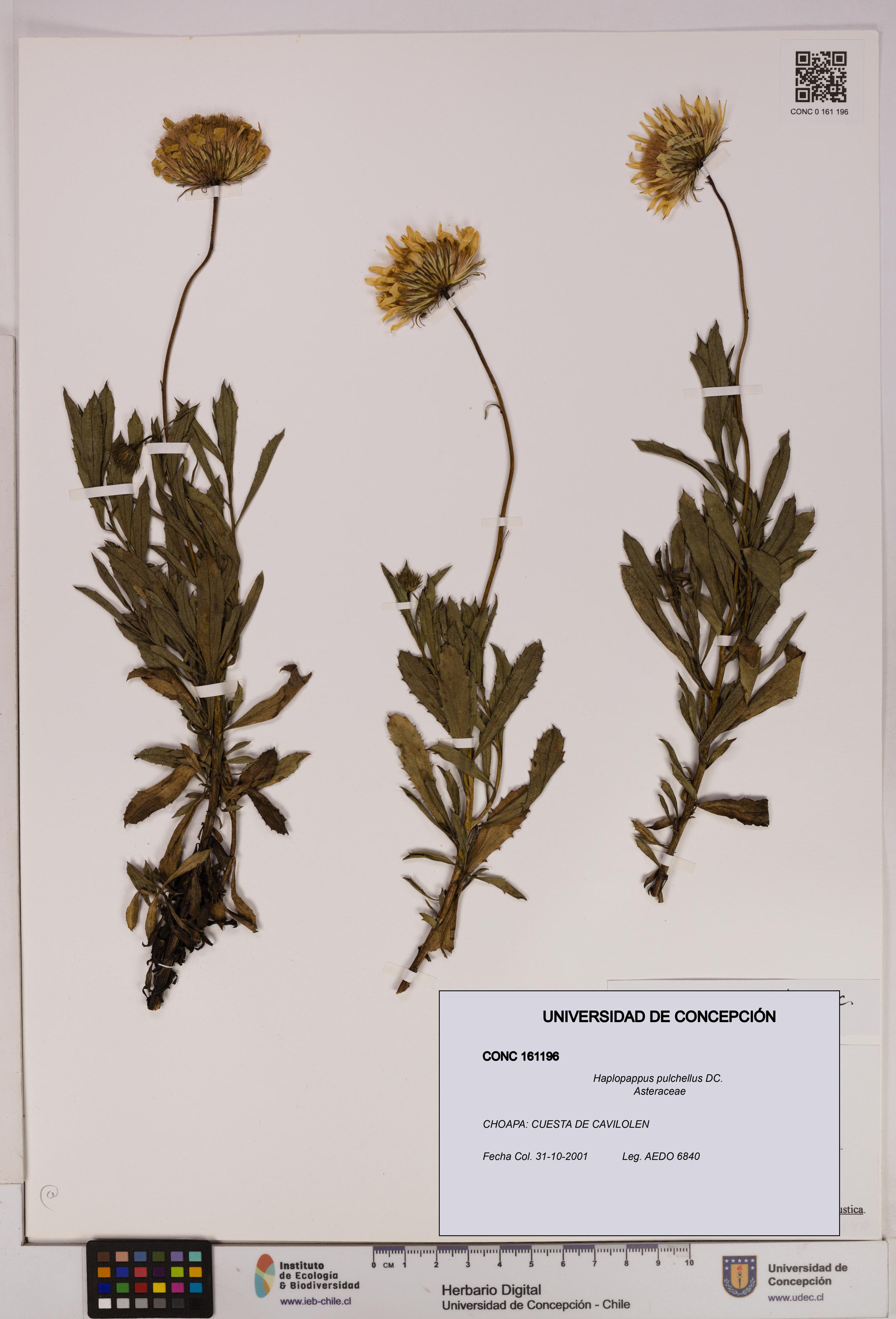 Haplopappus pulchellus [Espécimen: UDEC:CONC:0161196]