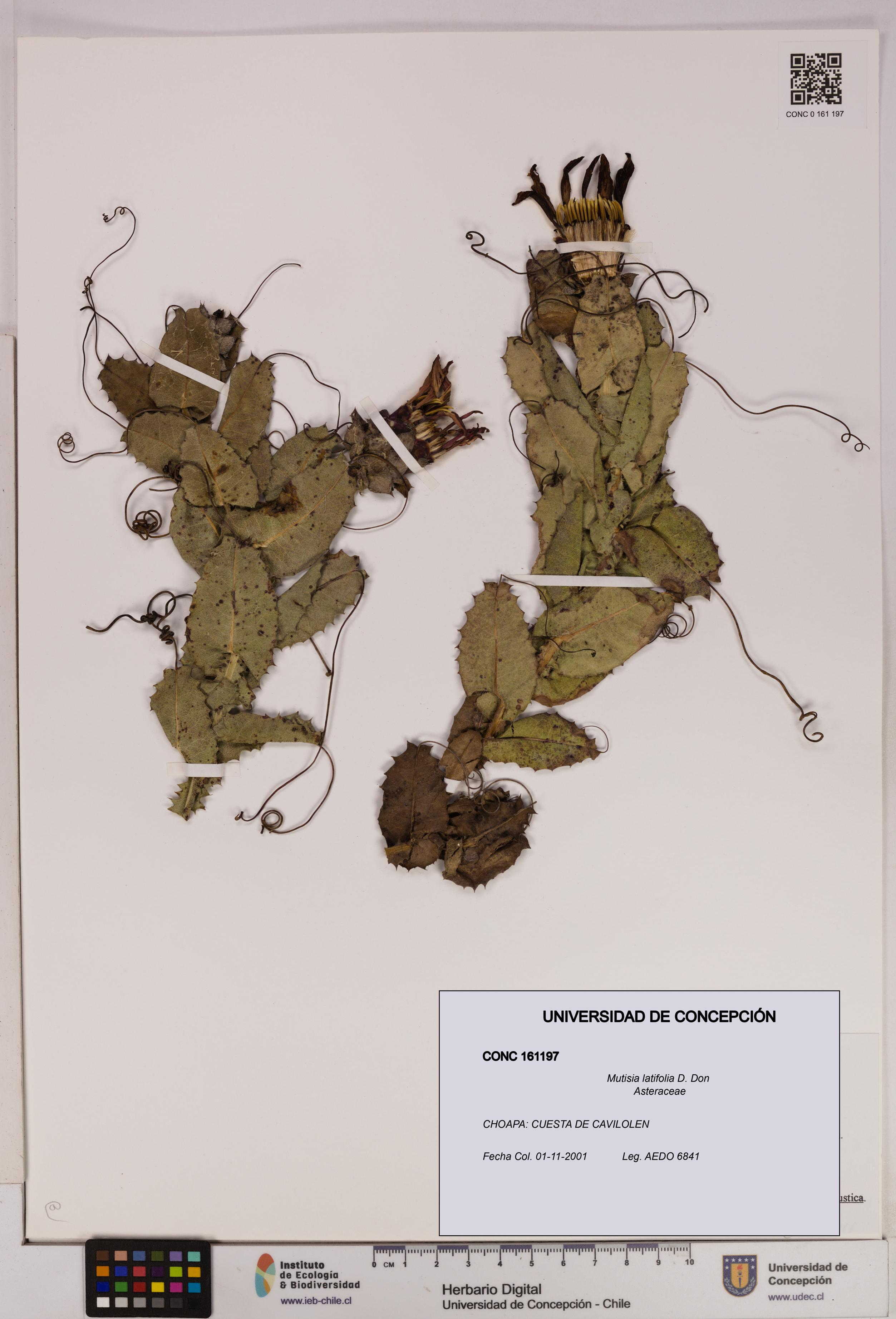 Mutisia latifolia [Espécimen: UDEC:CONC:0161197]