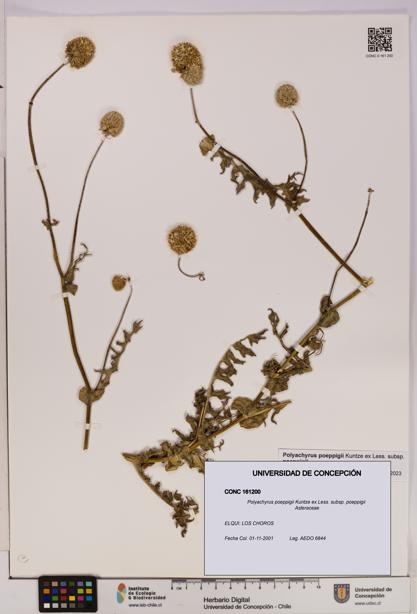 Polyachyrus poeppigii [Espécimen: UDEC:CONC:0161200]
