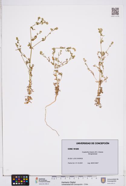 Cryptantha linearis [Espécimen: ]