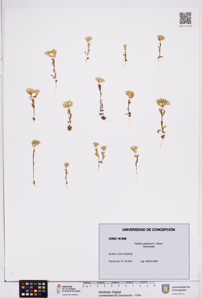 Triptilion gibbosum [Espécimen: ]