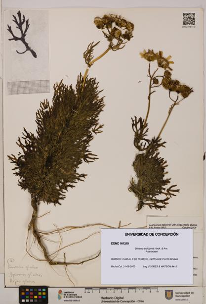Senecio alcicornis [Espécimen: UDEC:CONC:0161210]