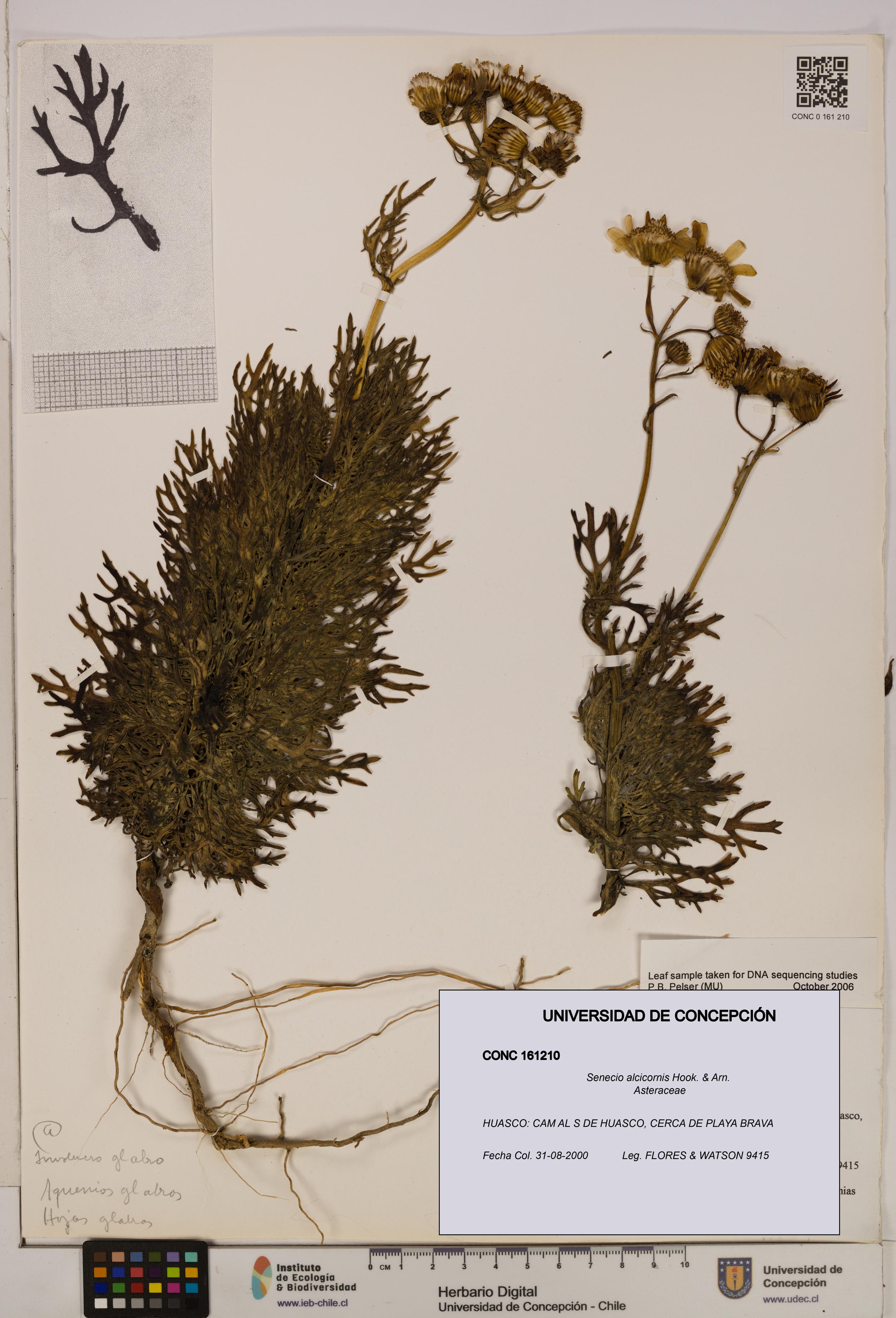 Senecio alcicornis [Espécimen: UDEC:CONC:0161210]