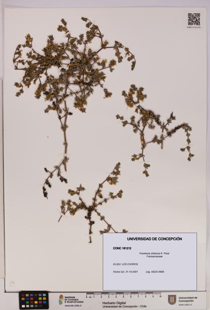 Frankenia chilensis [Espécimen: UDEC:CONC:0161212]