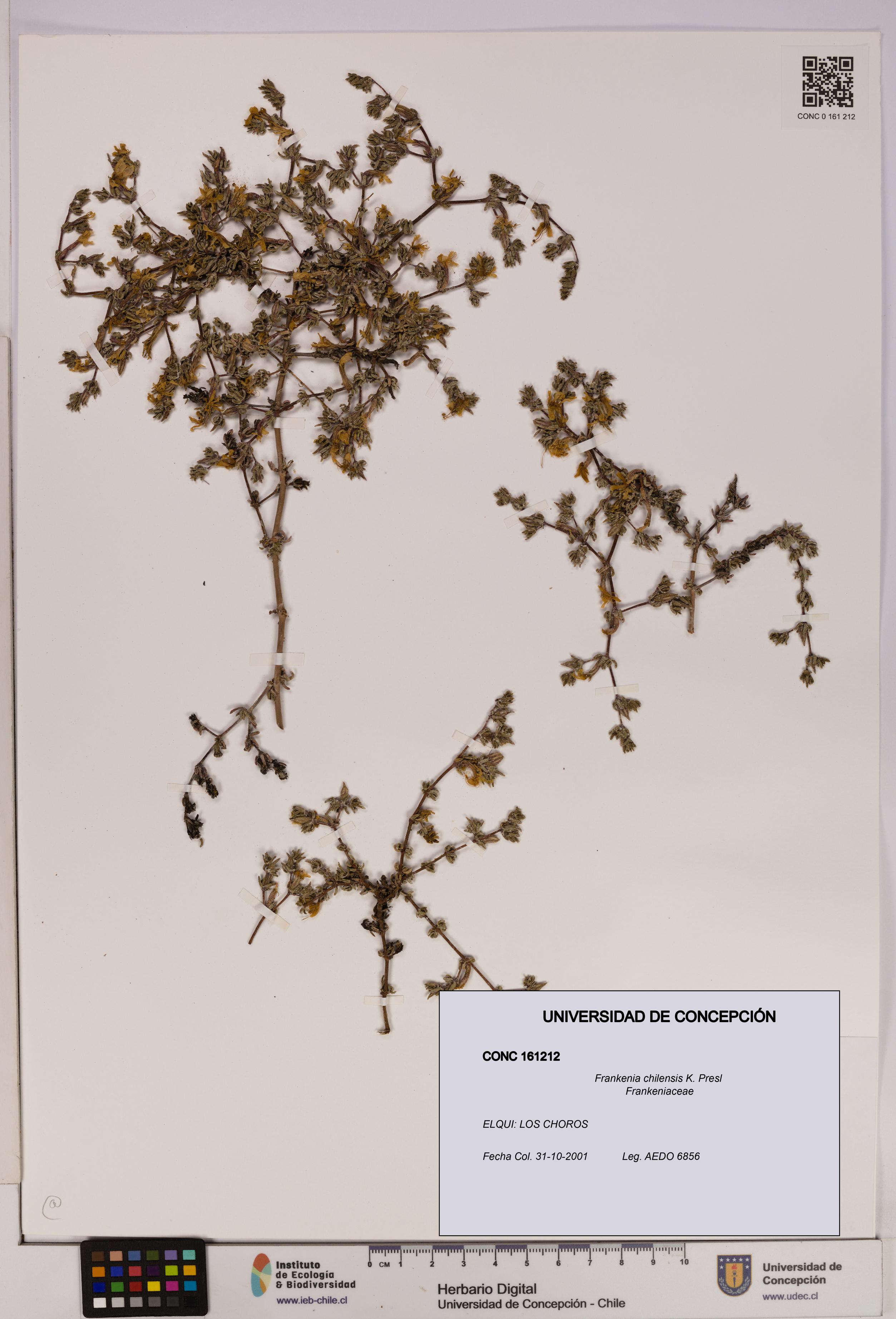 Frankenia chilensis [Espécimen: UDEC:CONC:0161212]