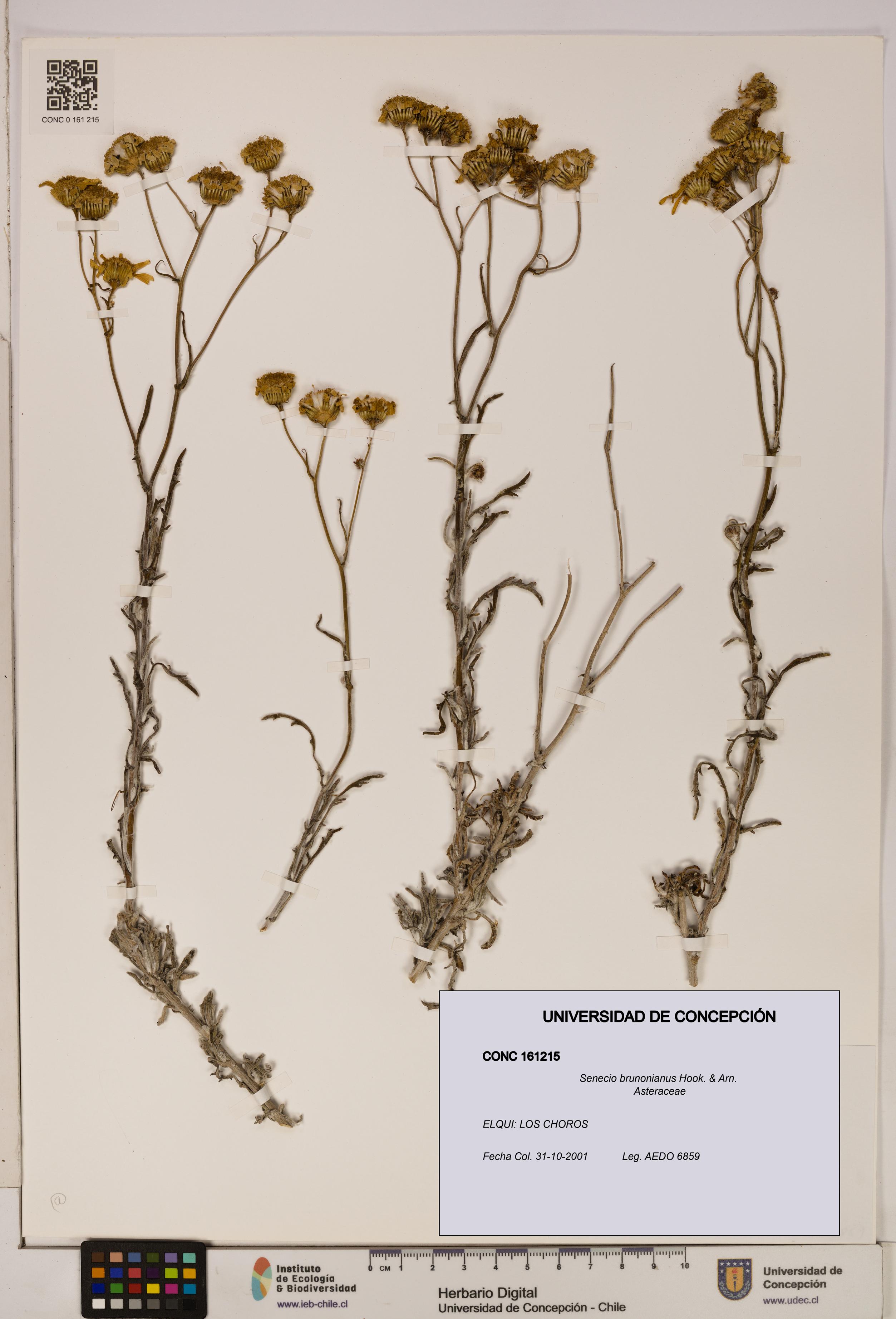 Senecio brunonianus [Espécimen: UDEC:CONC:0161215]