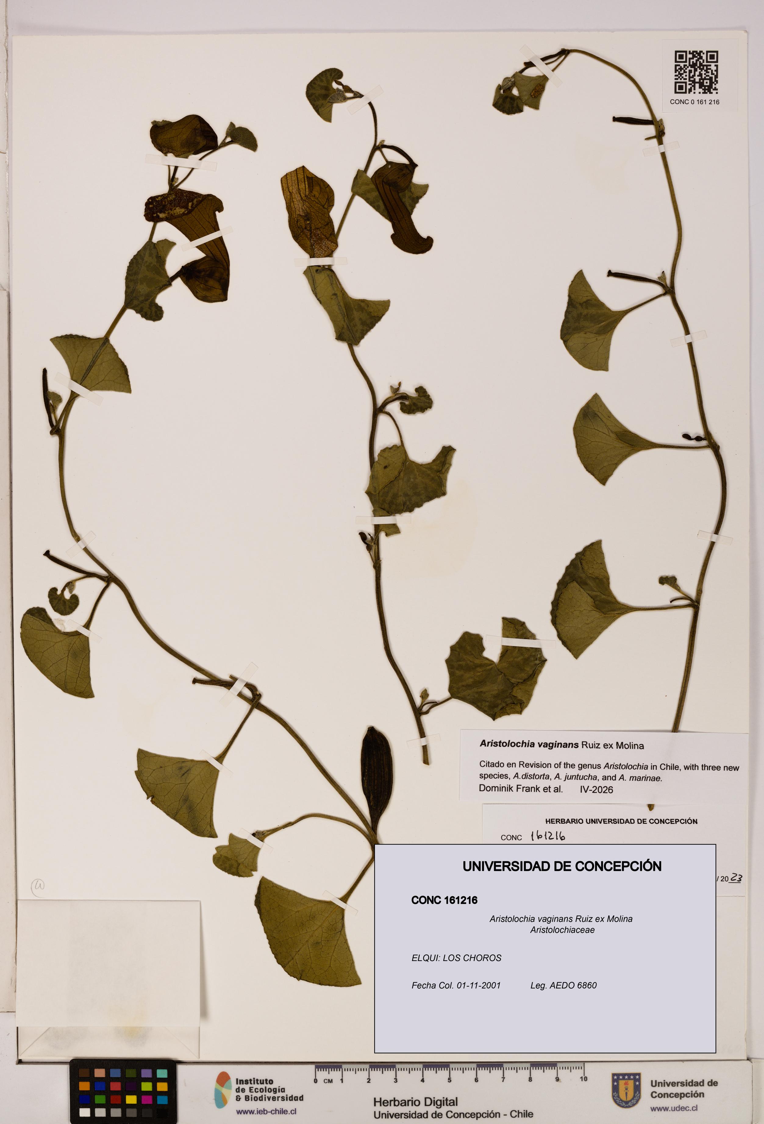 Aristolochia vaginans [Espécimen: ]