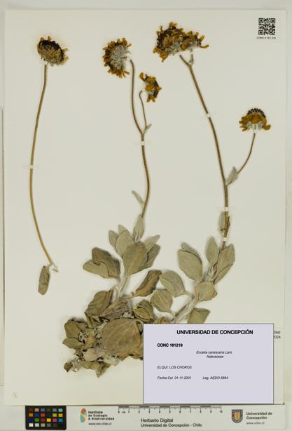 Encelia canescens [Espécimen: UDEC:CONC:0161219]