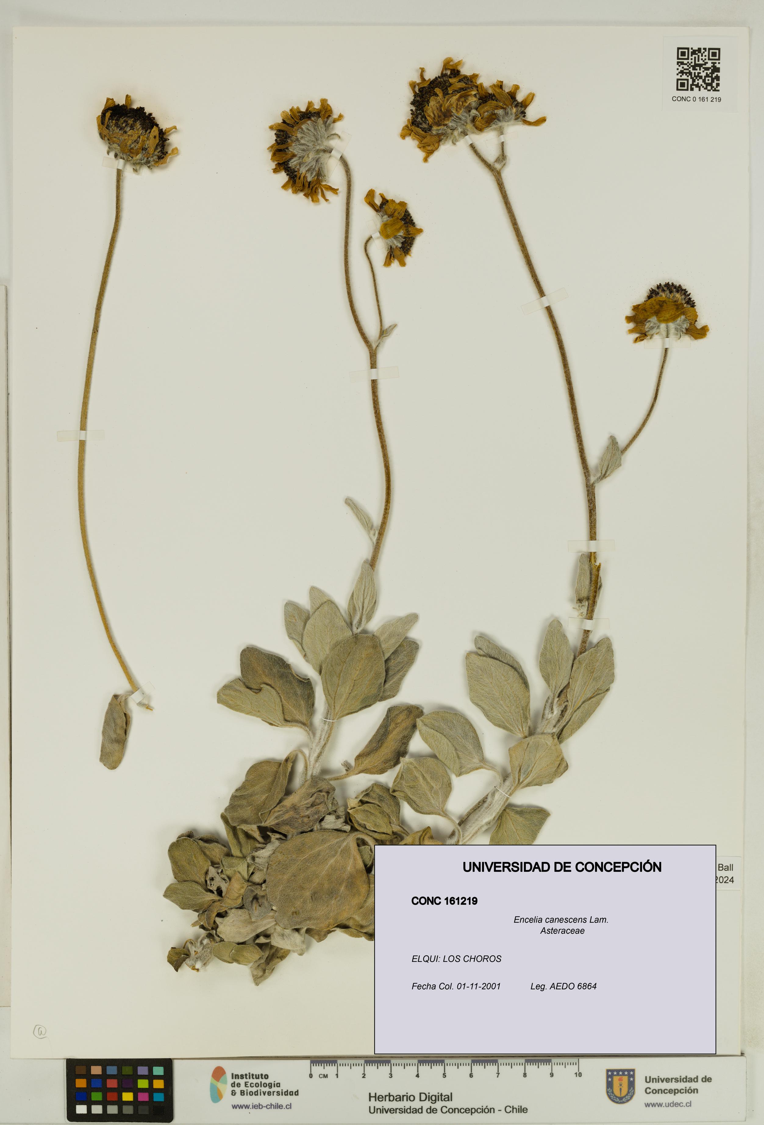 Encelia canescens [Espécimen: UDEC:CONC:0161219]