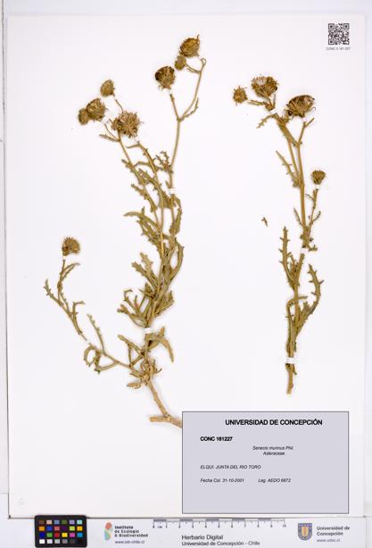 Senecio murinus [Espécimen: ]