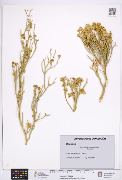 Gymnophyton flexuosum [Espécimen: ]