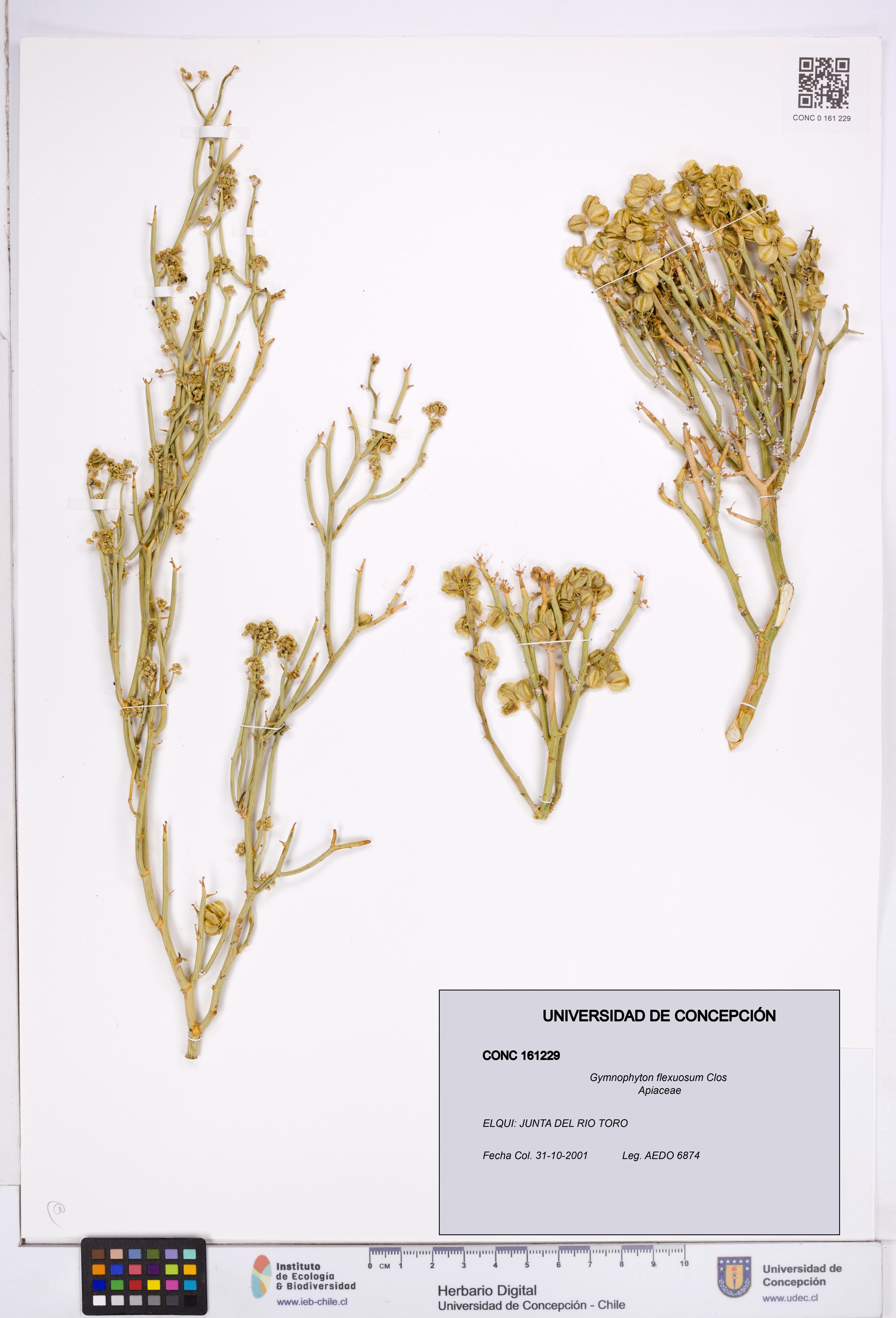 Gymnophyton flexuosum [Espécimen: ]