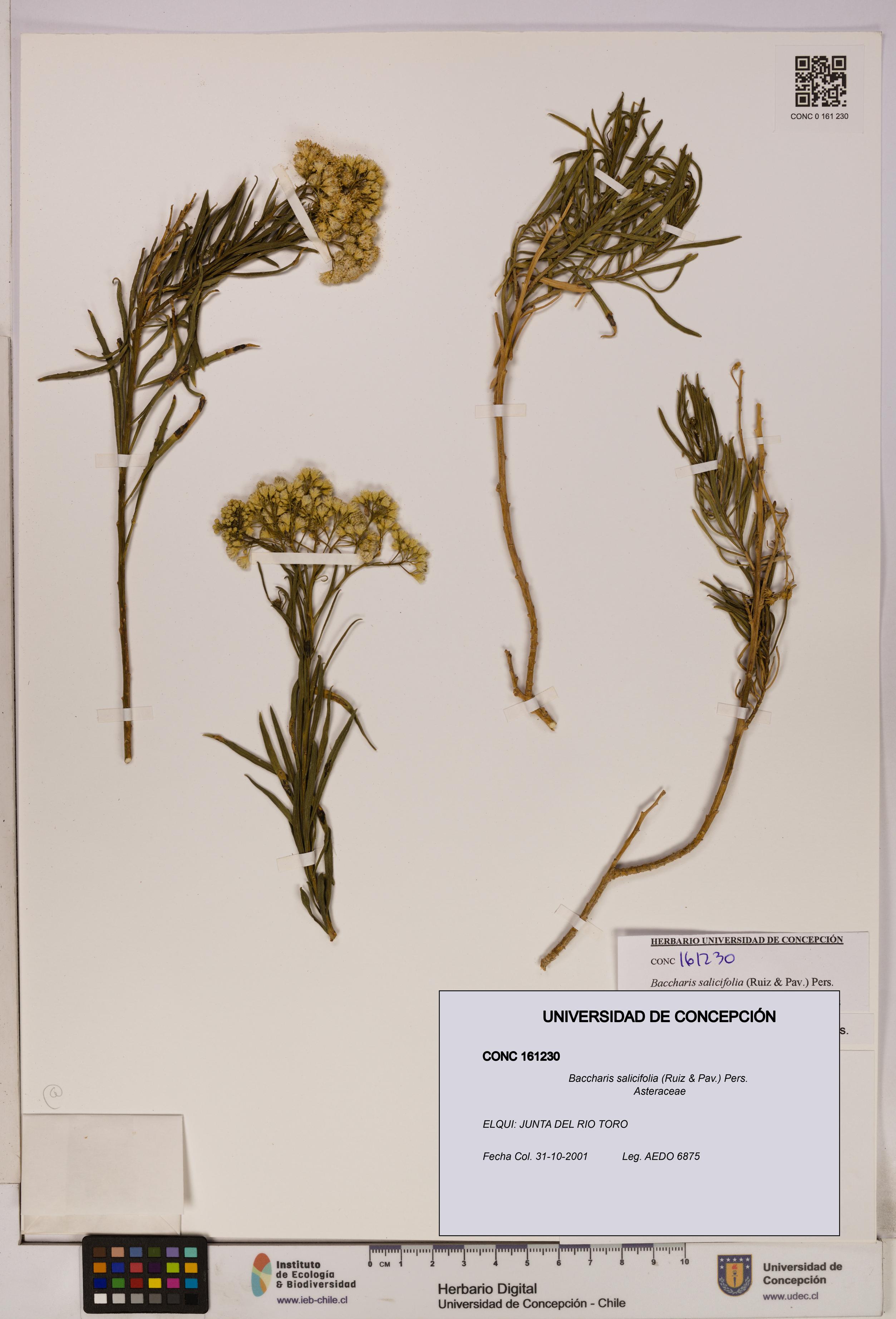 Baccharis salicifolia [Espécimen: UDEC:CONC:0161230]
