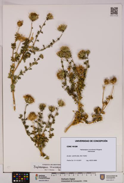 Haplopappus vicuniensis [Espécimen: UDEC:CONC:0161235]