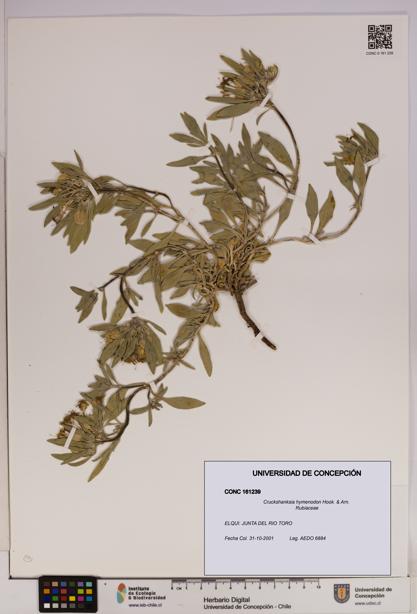 Cruckshanksia hymenodon [Espécimen: UDEC:CONC:0161239]