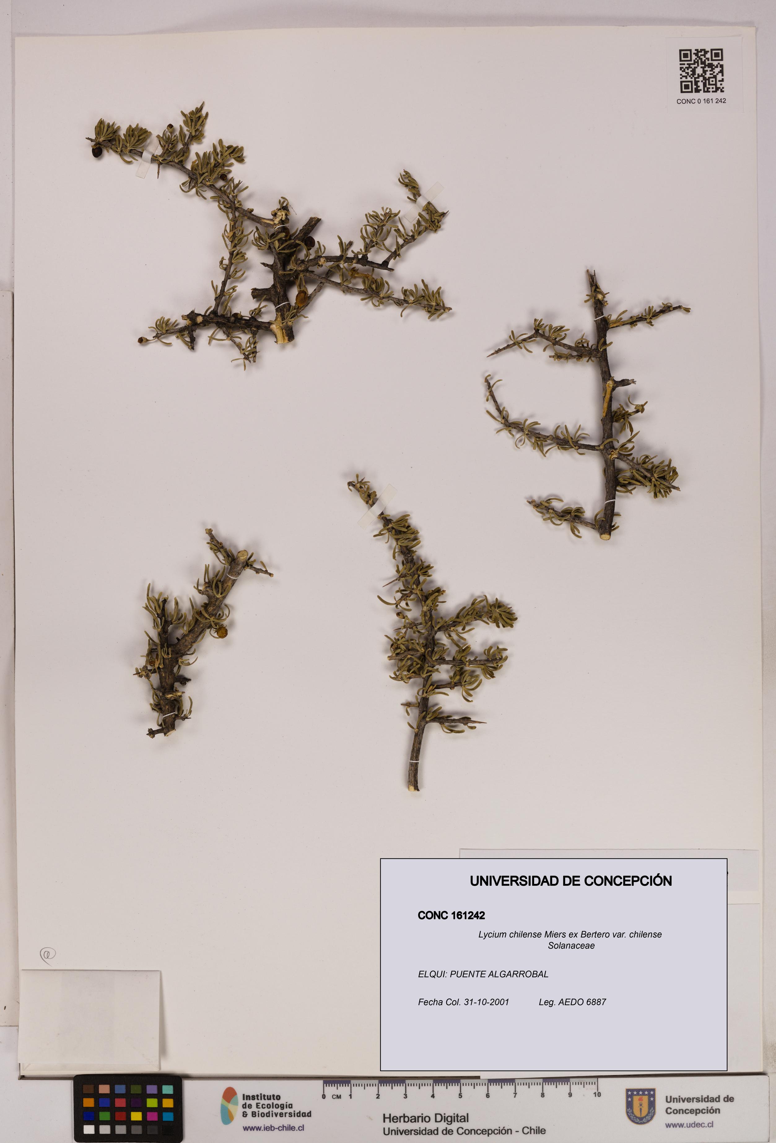 Lycium chilense var. chilense [Espécimen: UDEC:CONC:0161242]