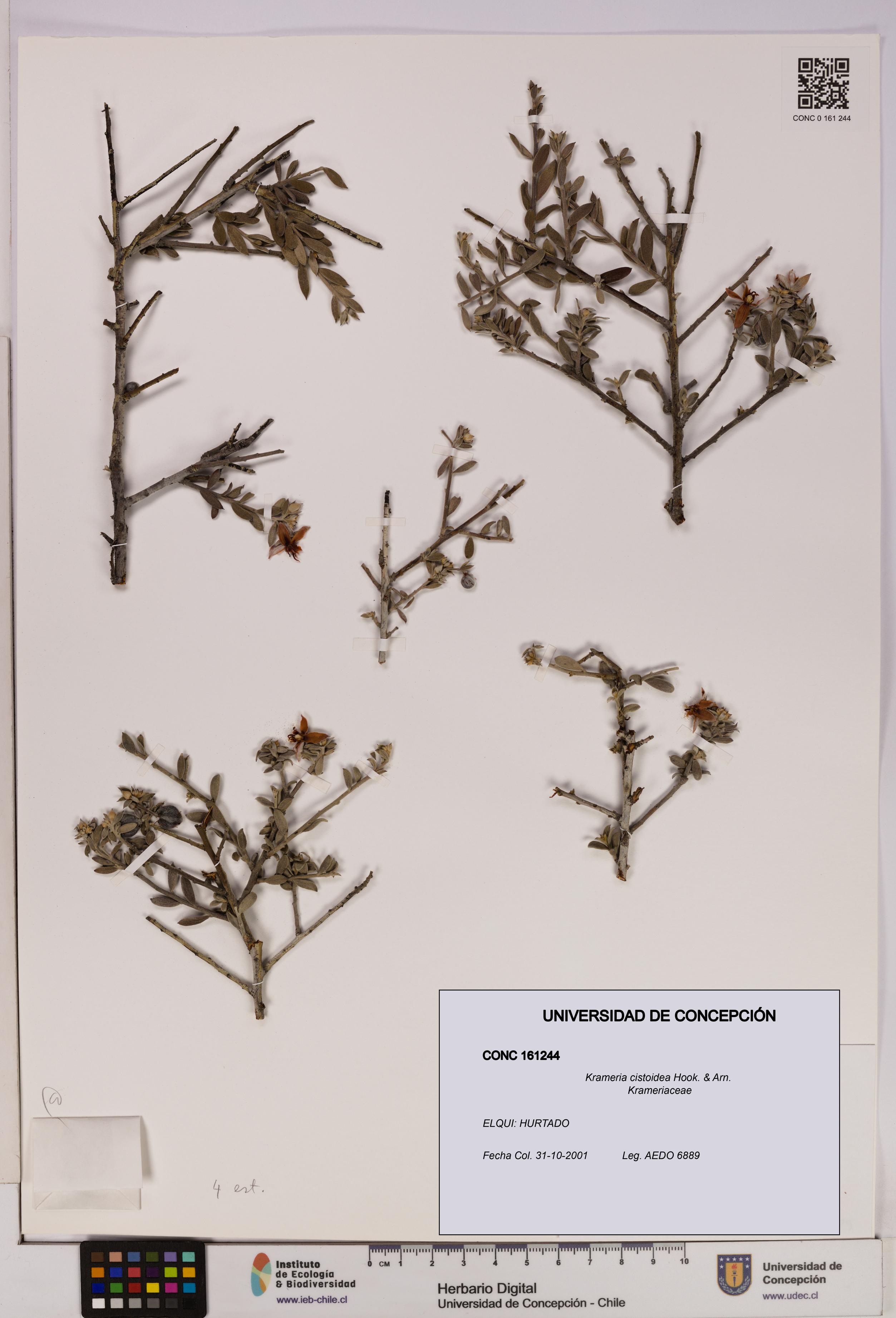 Krameria cistoidea [Espécimen: UDEC:CONC:0161244]