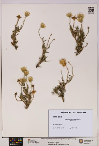 Brachyclados lycioides [Espécimen: ]
