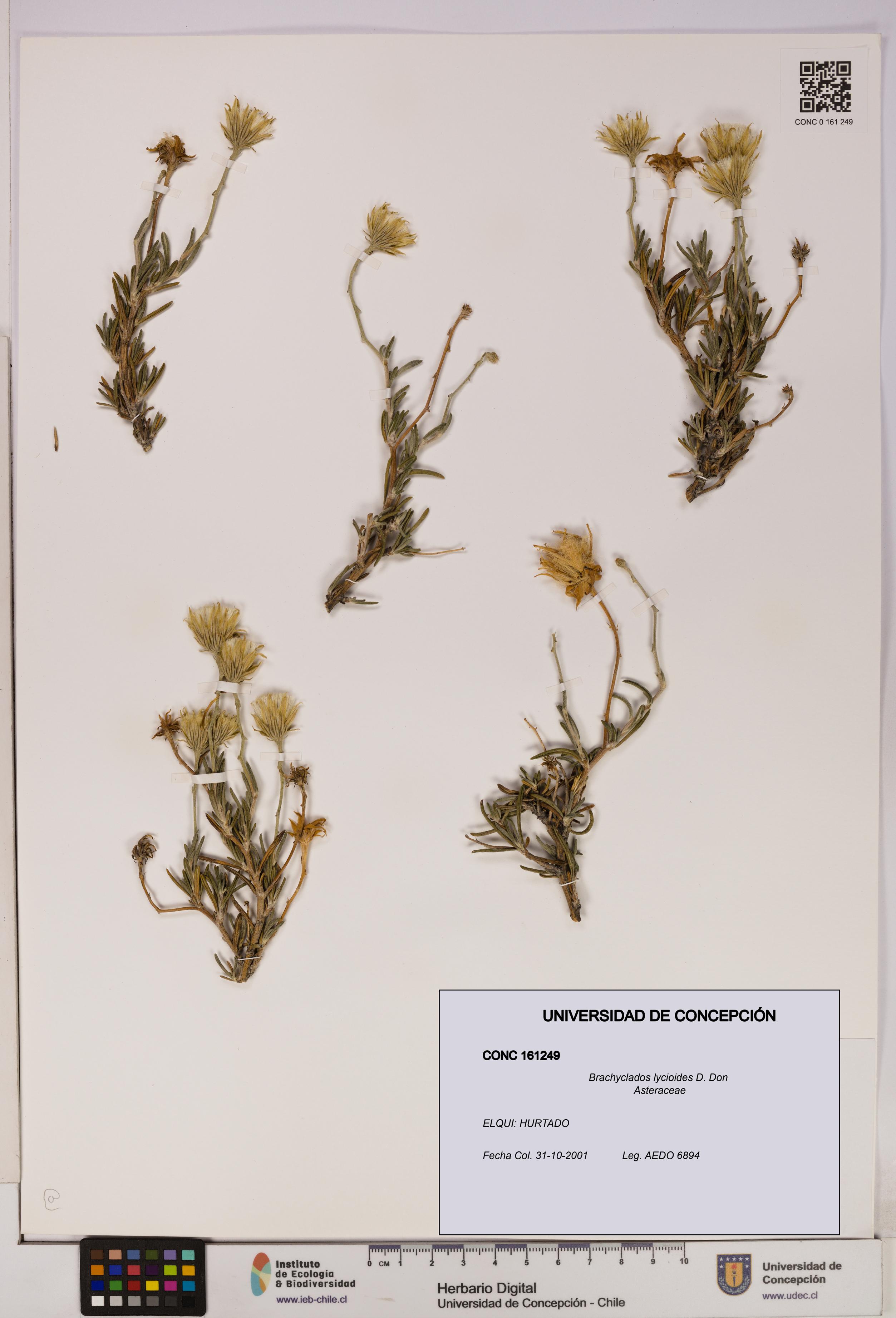 Brachyclados lycioides [Espécimen: ]