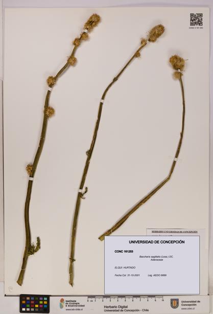 Baccharis sagittalis [Espécimen: UDEC:CONC:0161253]