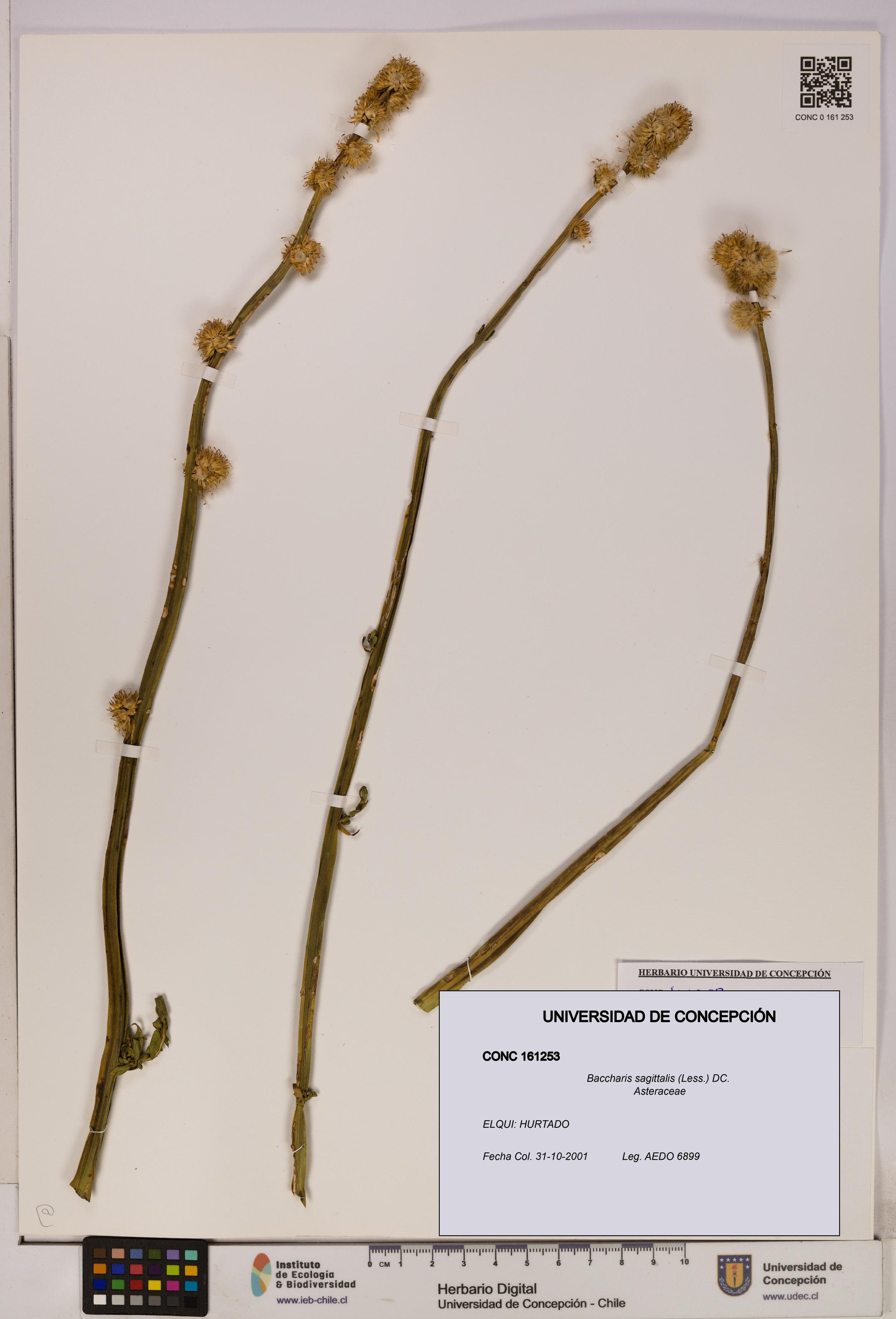 Baccharis sagittalis [Espécimen: UDEC:CONC:0161253]