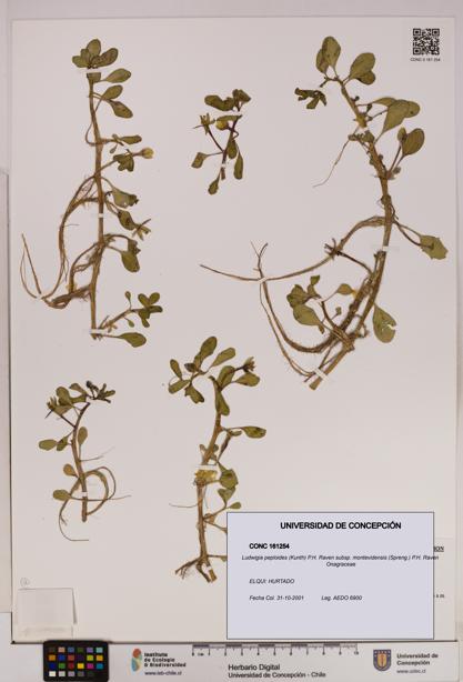 Ludwigia peploides [Espécimen: UDEC:CONC:0161254]