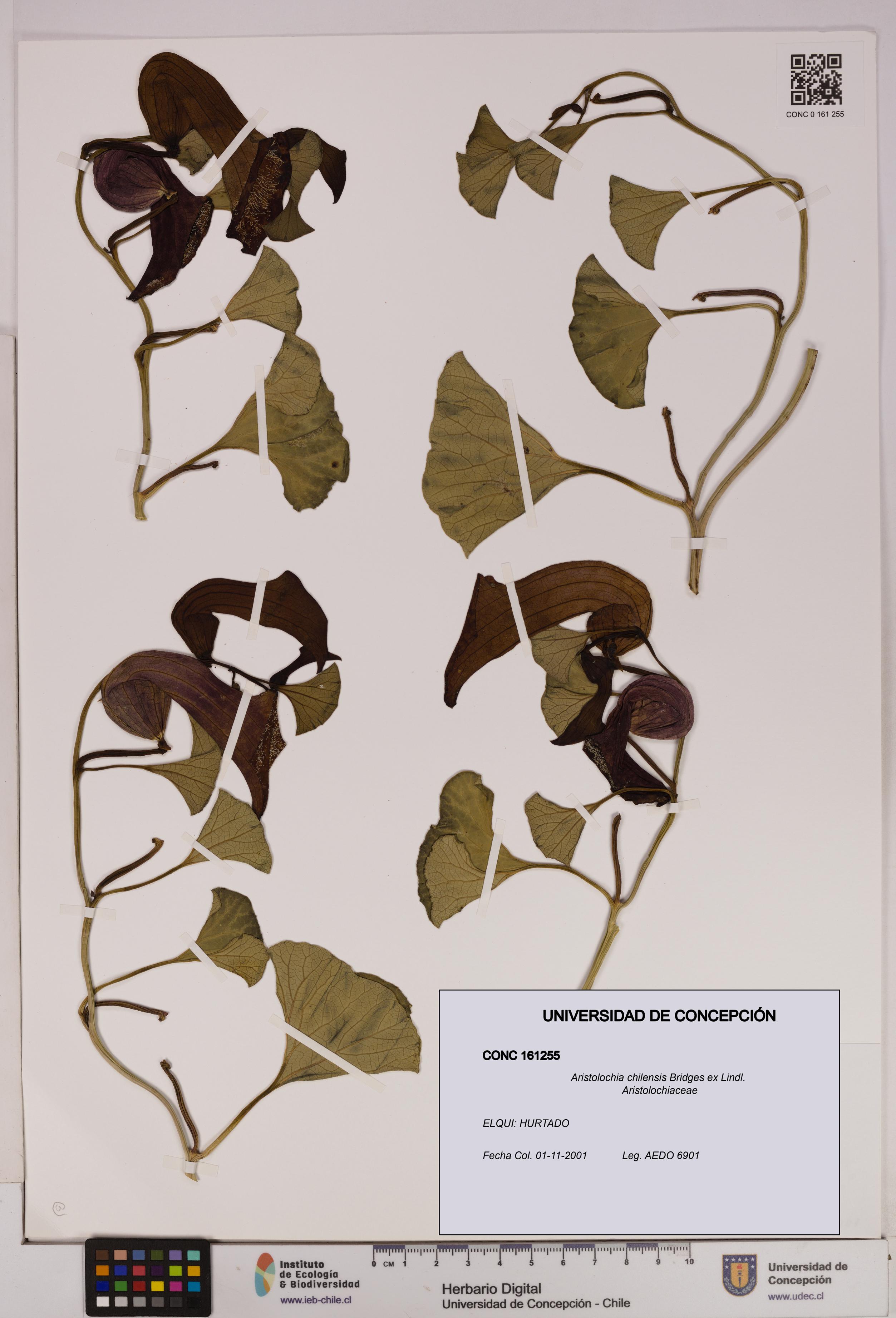 Aristolochia chilensis [Espécimen: UDEC:CONC:0161255]