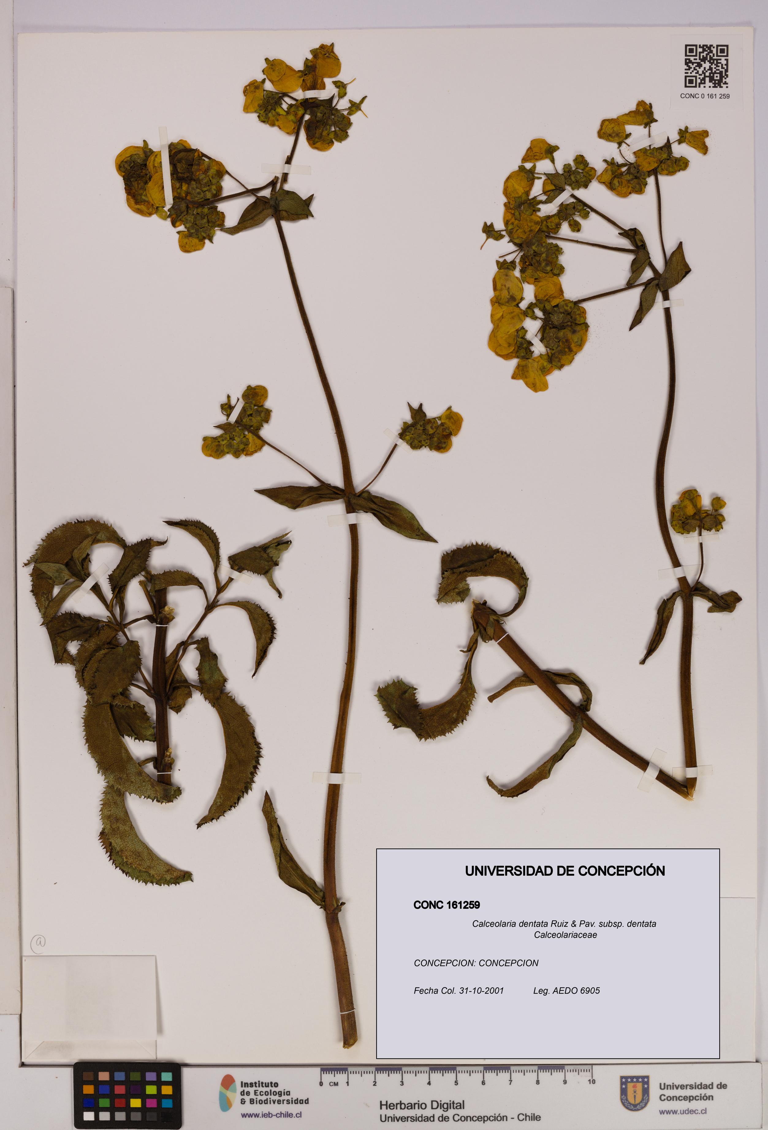 Calceolaria dentata subsp. dentata [Espécimen: UDEC:CONC:0161259]