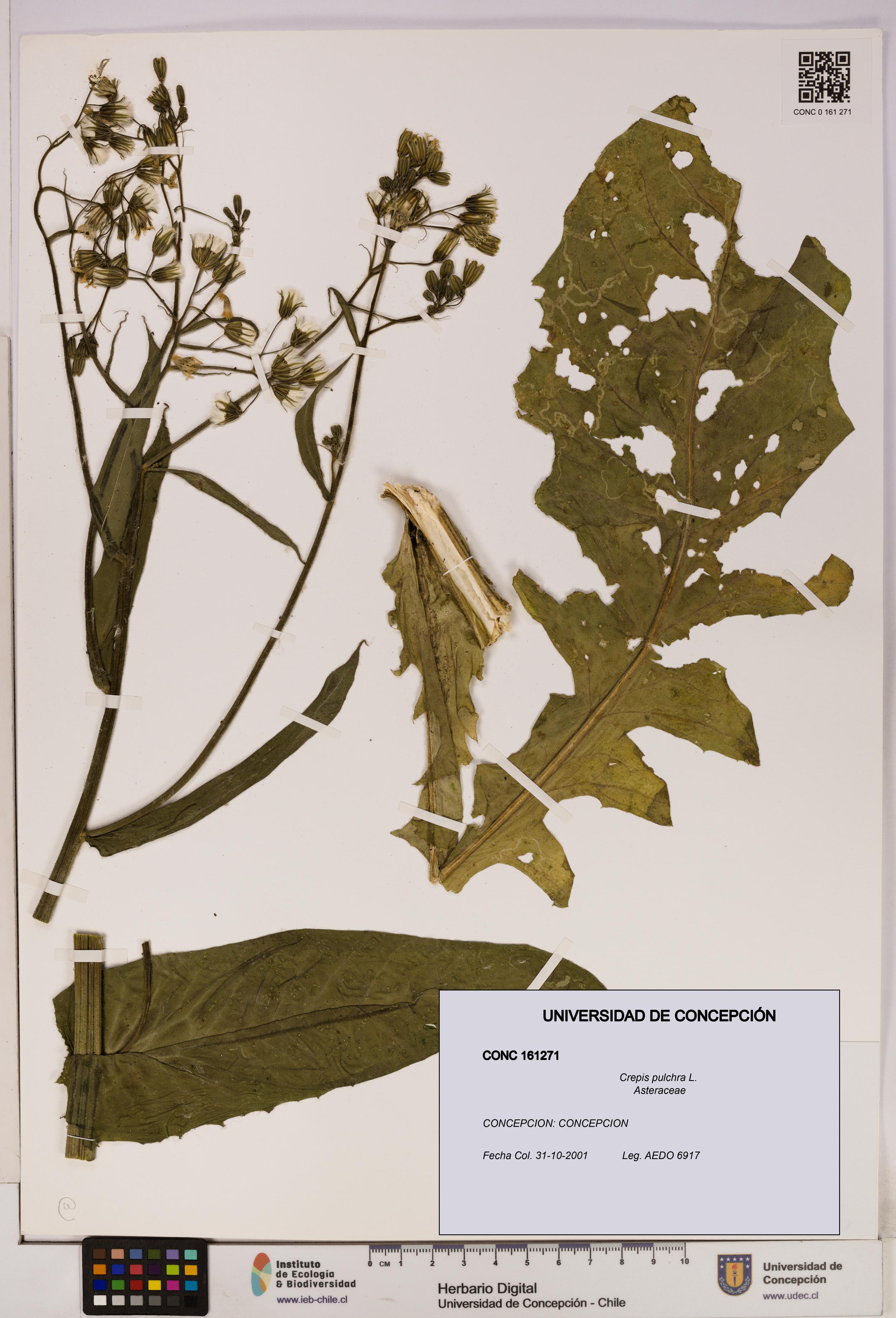Crepis pulchra [Espécimen: UDEC:CONC:0161271]