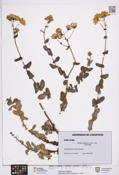Senecio nigrescens [Espécimen: ]
