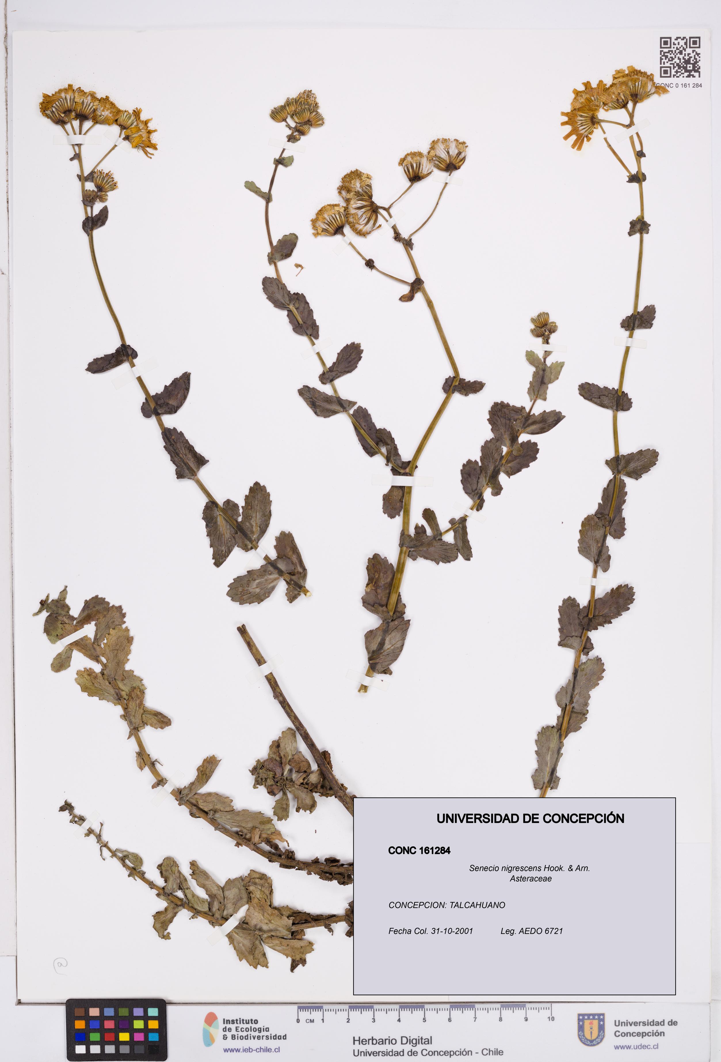 Senecio nigrescens [Espécimen: ]