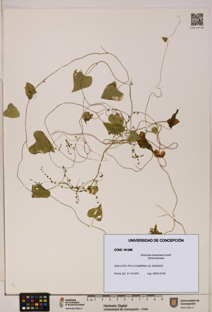 Dioscorea besseriana [Espécimen: ]