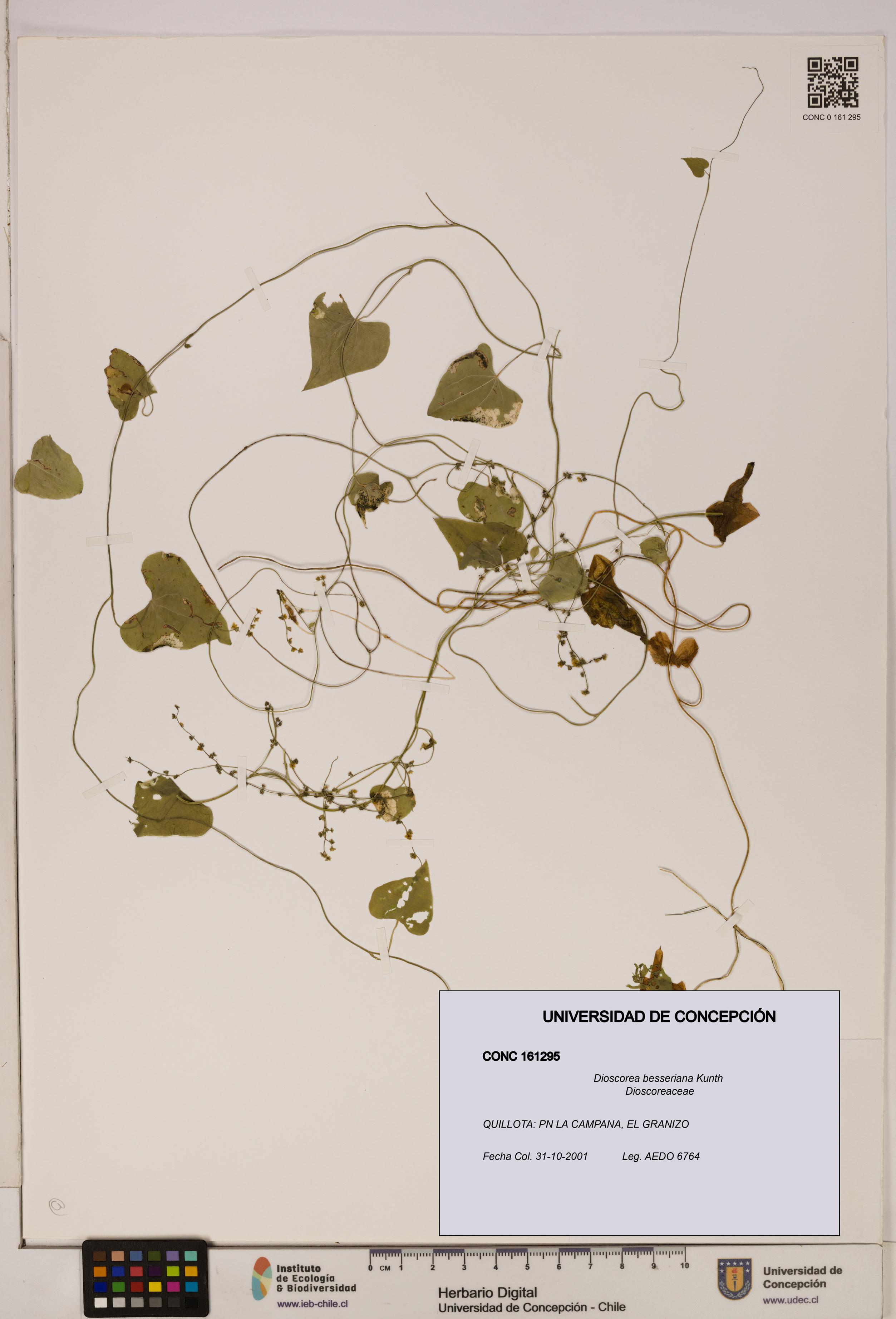Dioscorea besseriana [Espécimen: ]