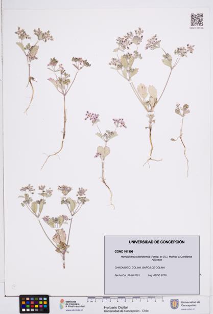 Homalocarpus dichotomus [Espécimen: ]