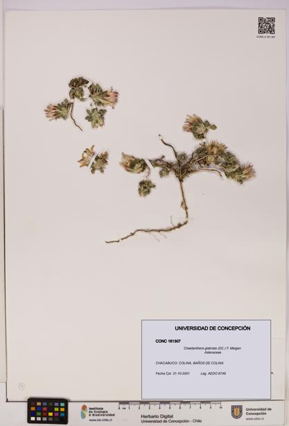 Chaetanthera glabrata [Espécimen: UDEC:CONC:0161307]